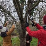 Taille restaurative d'arbres fruitiers