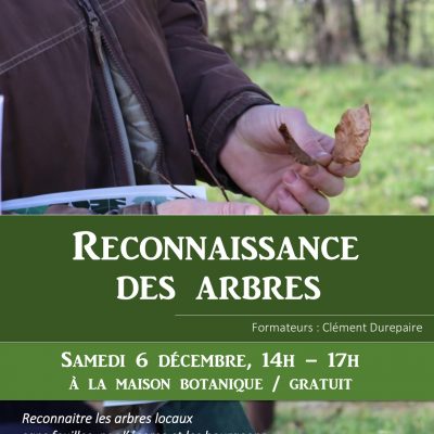 Reconnaissance des arbres en hiver