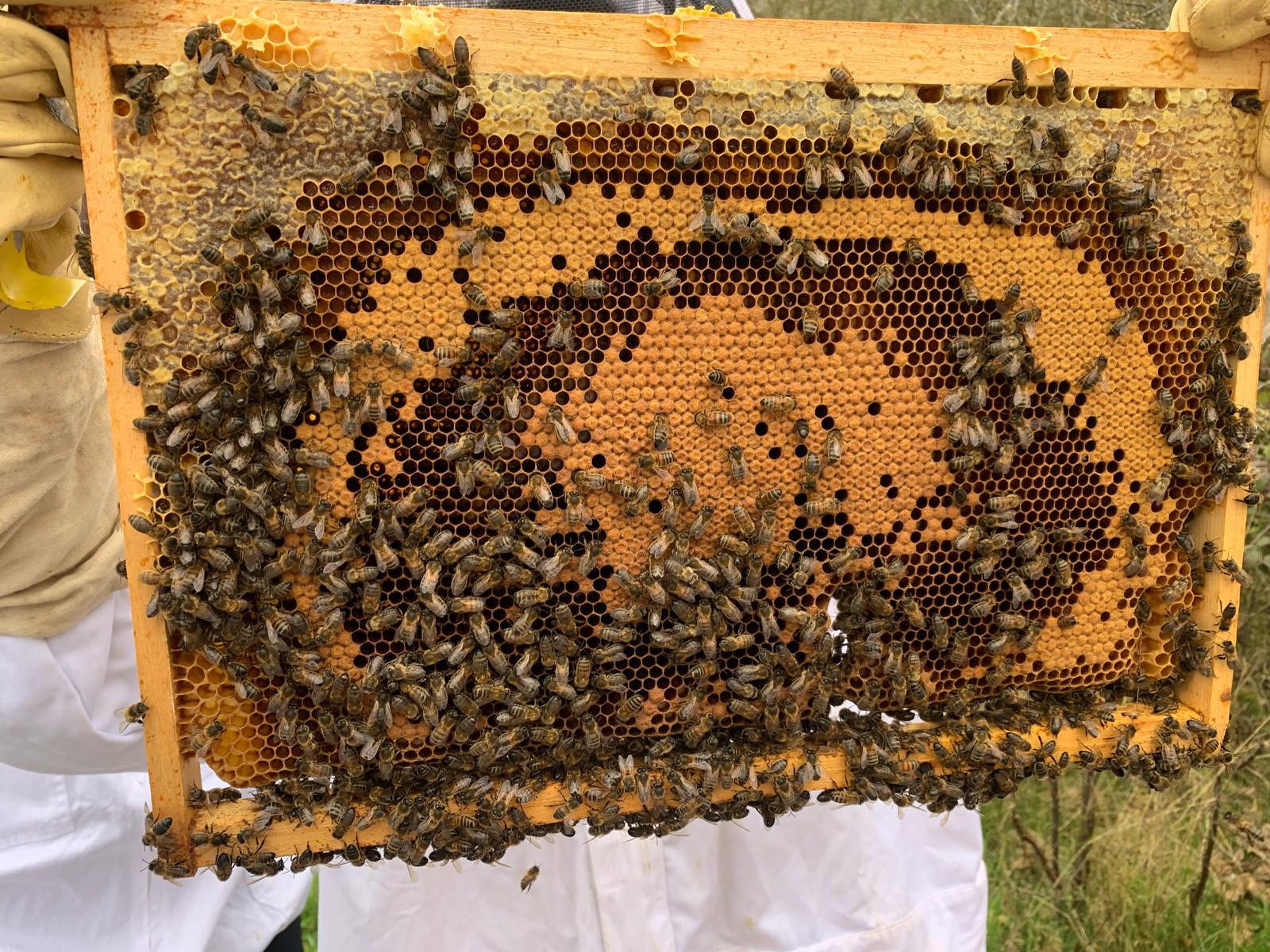Conférence Apiculture et écosystèmes