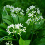 Sortie plantes sauvages comestibles de sous-bois