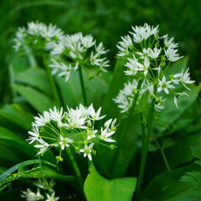 Sortie plantes sauvages comestibles de sous-bois
