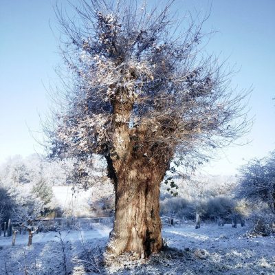 Assemblée générale