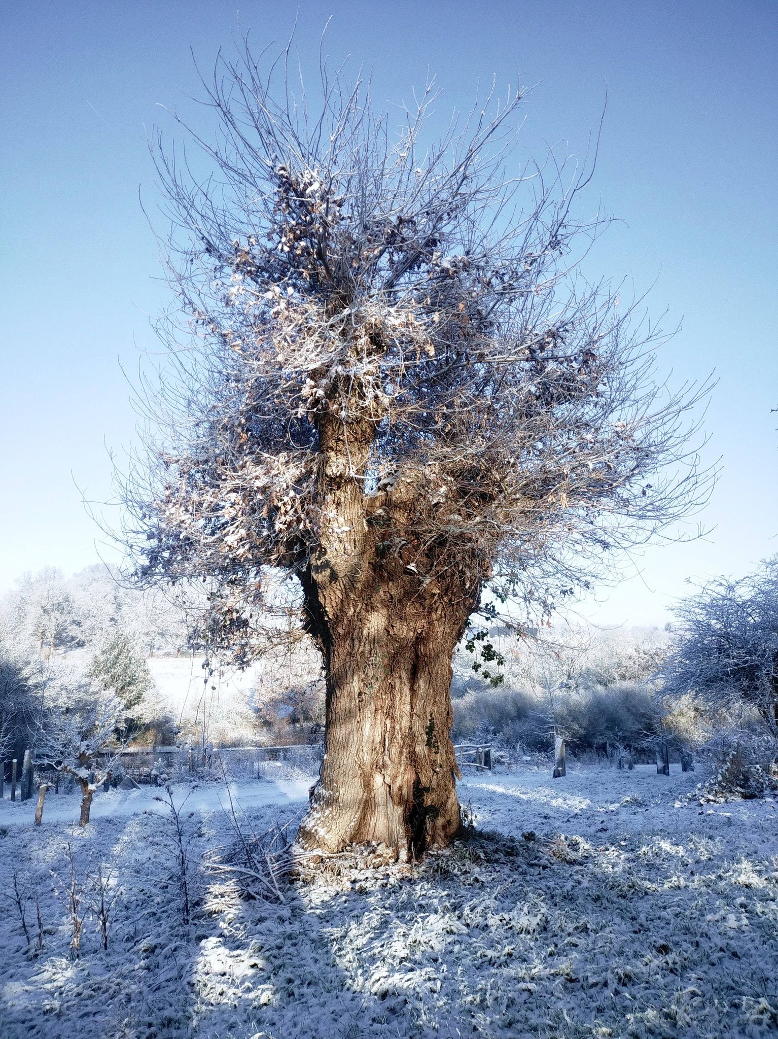 Assemblée générale