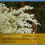 Atelier autour du sureau