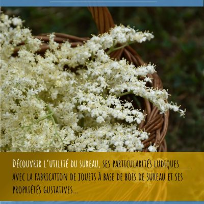 Atelier autour du sureau